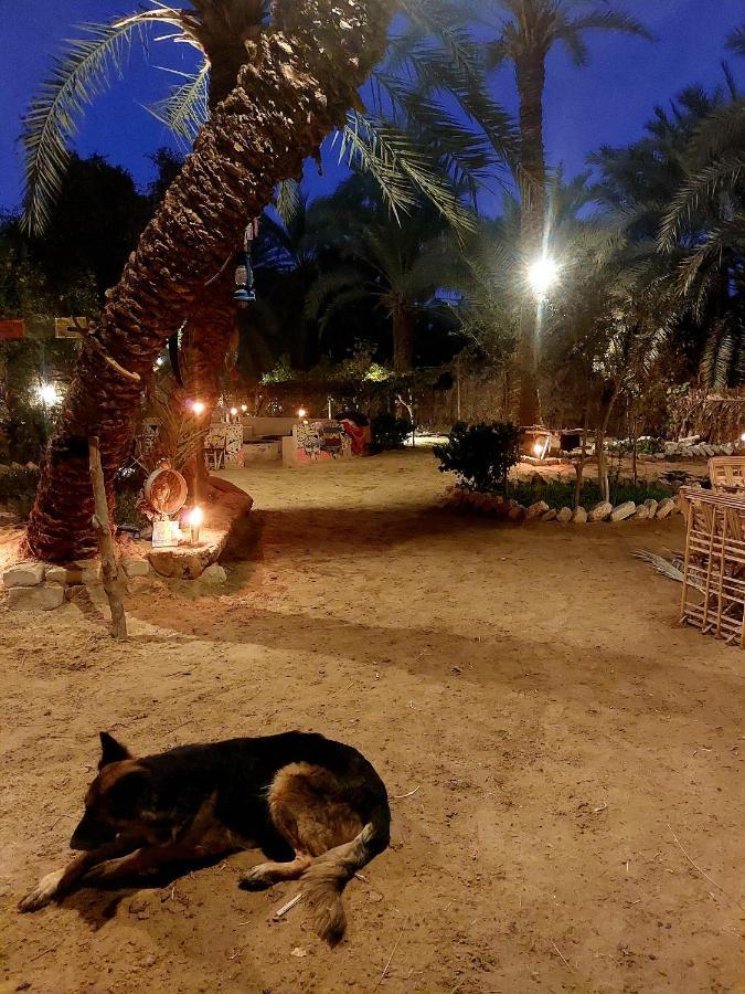 Forest Camp Siwa - كامب الغابة Siwa Oasis Exterior photo