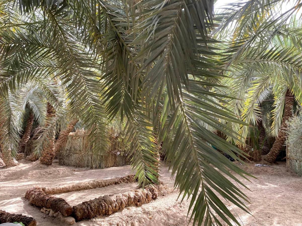 Forest Camp Siwa - كامب الغابة Siwa Oasis Exterior photo