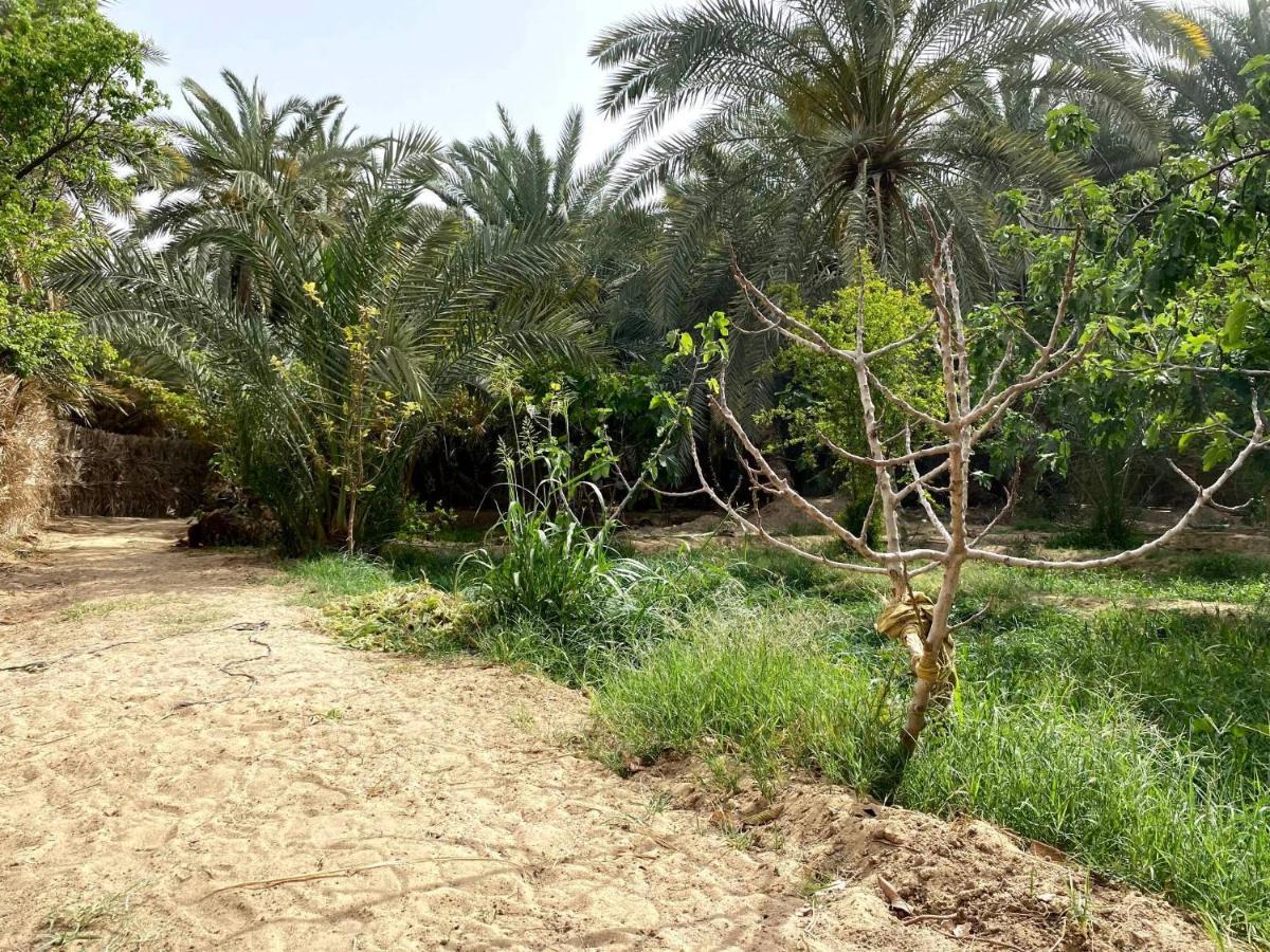 Forest Camp Siwa - كامب الغابة Siwa Oasis Exterior photo