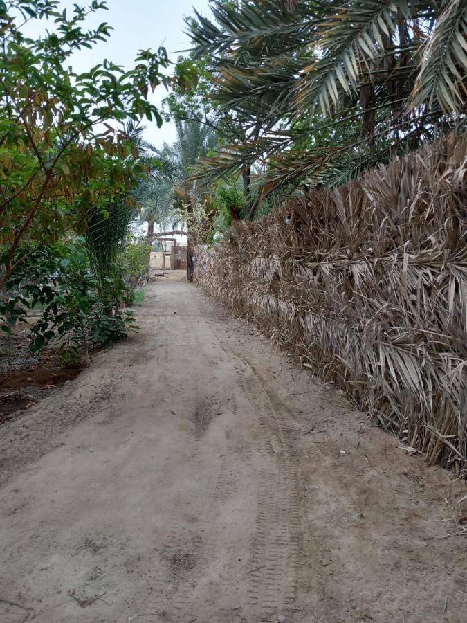 Forest Camp Siwa - كامب الغابة Siwa Oasis Exterior photo