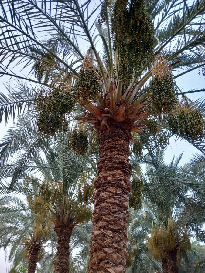 Forest Camp Siwa - كامب الغابة Siwa Oasis Exterior photo