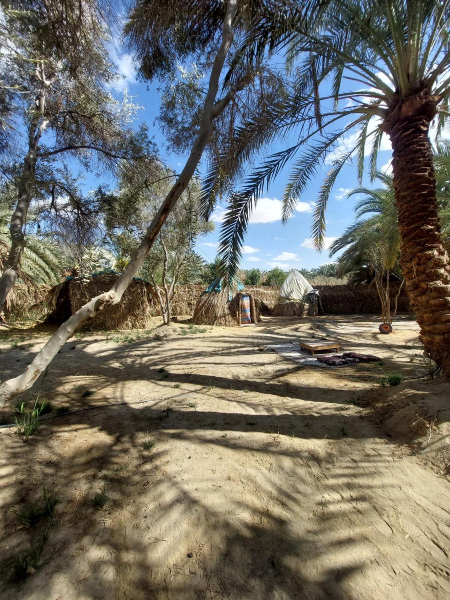 Forest Camp Siwa - كامب الغابة Siwa Oasis Exterior photo