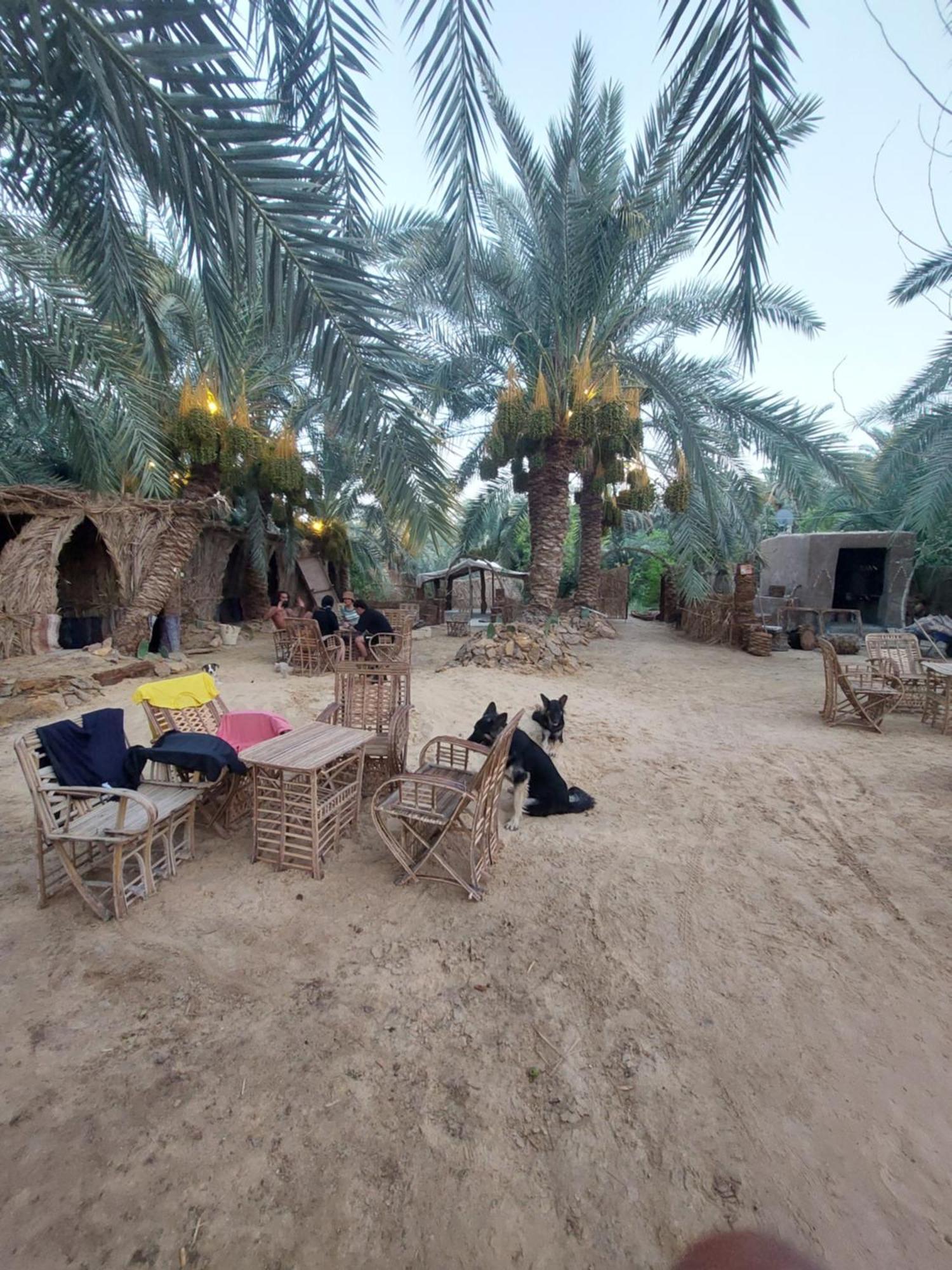 Forest Camp Siwa - كامب الغابة Siwa Oasis Exterior photo